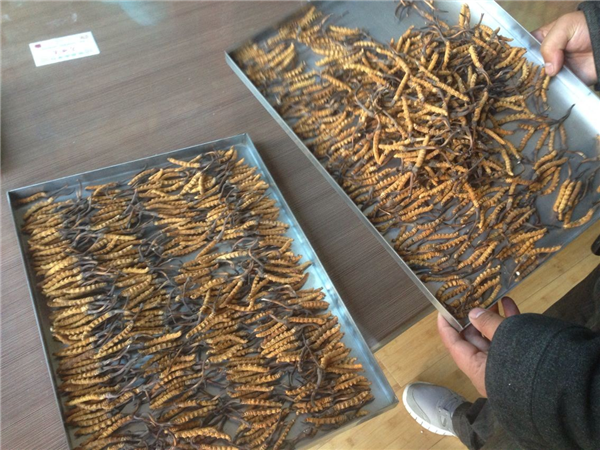 制藥凍干機只有不斷創(chuàng)新才能擺脫傳統(tǒng)